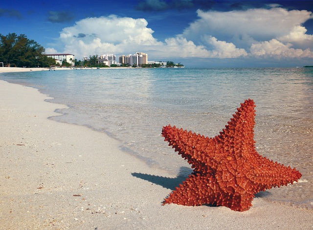 Abaco Islands, Bahamas starfish-1122849_640.jpg